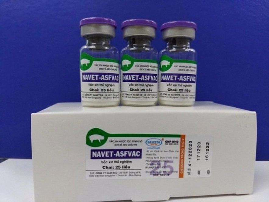 NAVET-ASFVAC vaccine. Photo: VOV