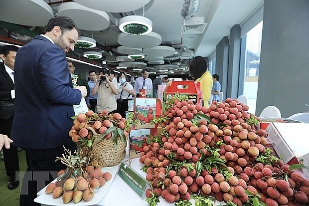 Vietnamese lychees aim to go global. - Illustrative image. Photo: VNA