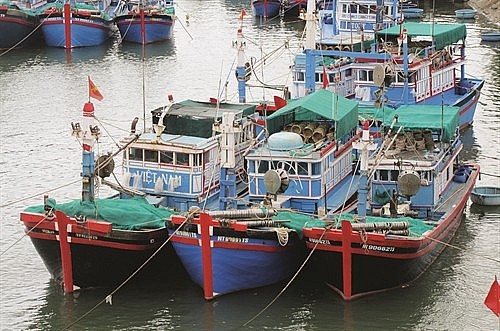 Offshore fishing fleet of Ninh Thuan province. Photo: Nguyen Thanh/VNA