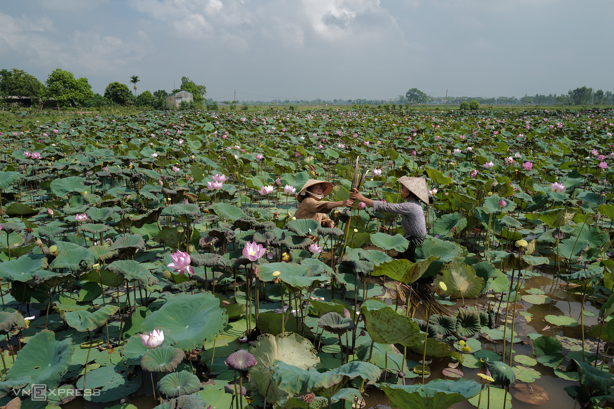 Vietnamese Artisan Weaves New Lotus Silk