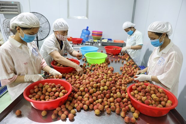 Workers select qualified lychees for export at a factory in Luc Ngan district, Bac Giang province. Photo: VNA