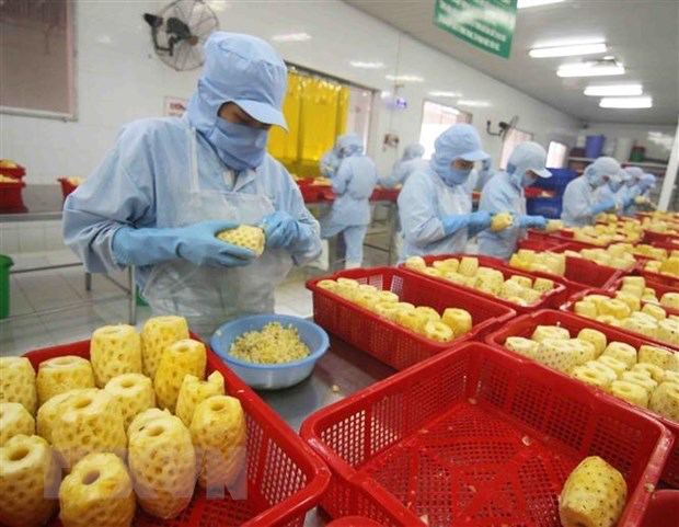 Workers process pineapple for export at a factory in An Giang province. Photo: VNA