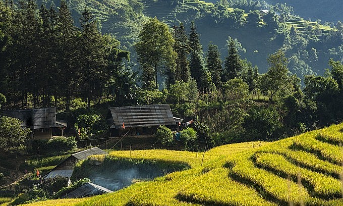 Stilt houses lie amid yellow rice terraces during the harvest season in Sa Pa in Vietnam's northern highlands, August 2021. Photo: VnExpress