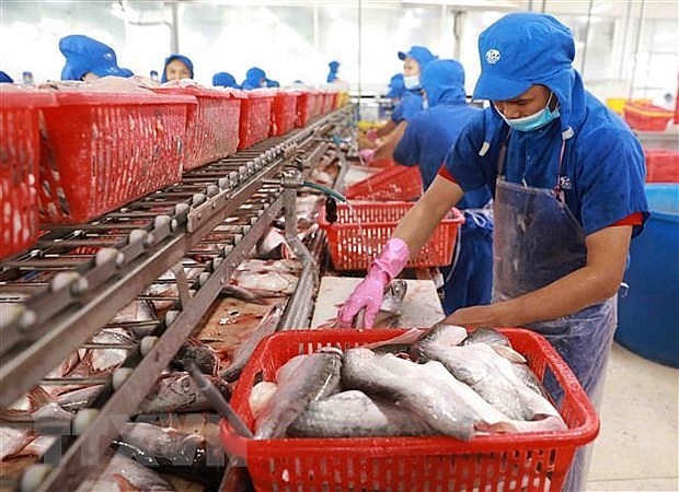 Procerssing tra fish for export. Photo: VNA