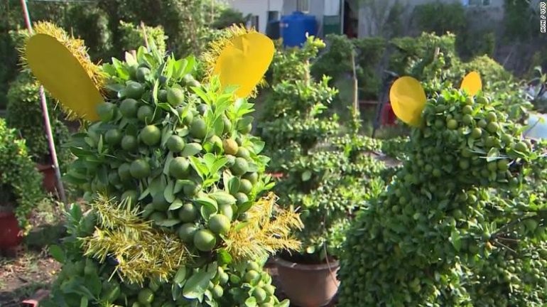 rat shaped bonsai popular in vietnam ahead of tet