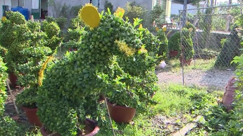 rat shaped bonsai popular in vietnam ahead of tet