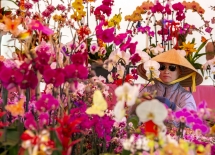 orchids promise good fortune at the flower festival in little saigon