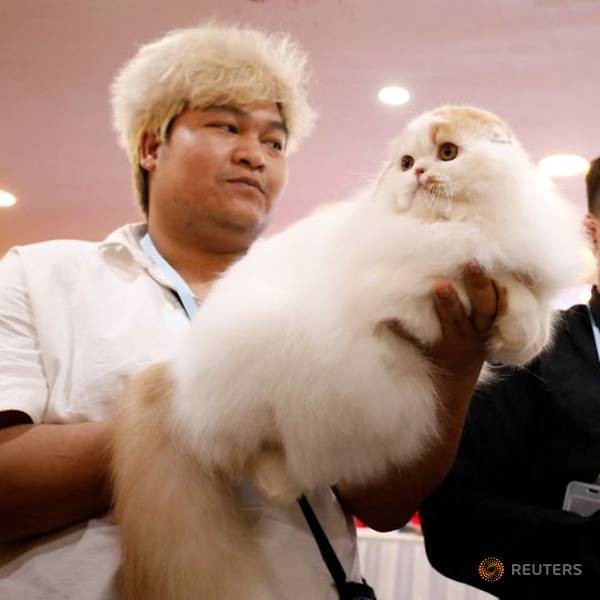 fancy felines hit hanoi for first ever cat show