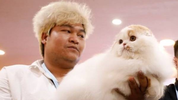 fancy felines hit hanoi for first ever cat show