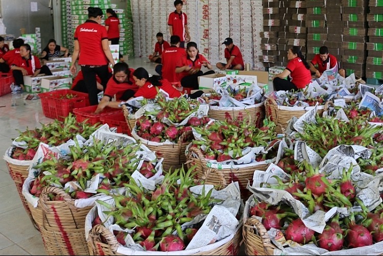 long an province exports 50 tons of dragon fruit a day by sea