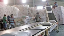 the strong growth of vietnamese rice export in 2020