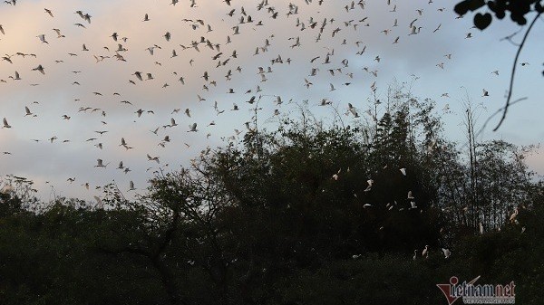 the stork flock which is considered as villagers treasure