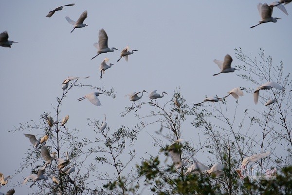 the stork flock which is considered as villagers treasure