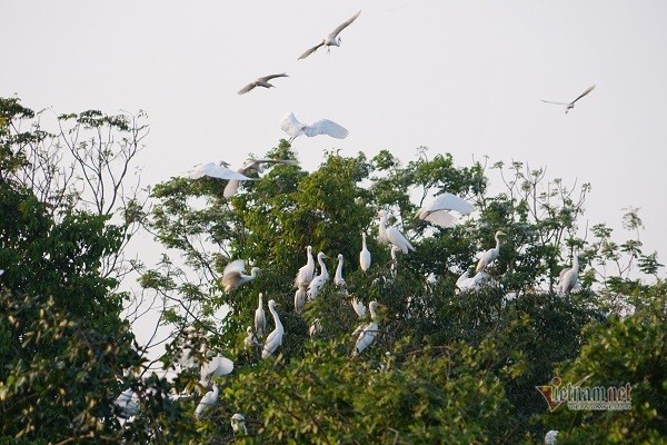 the stork flock which is considered as villagers treasure