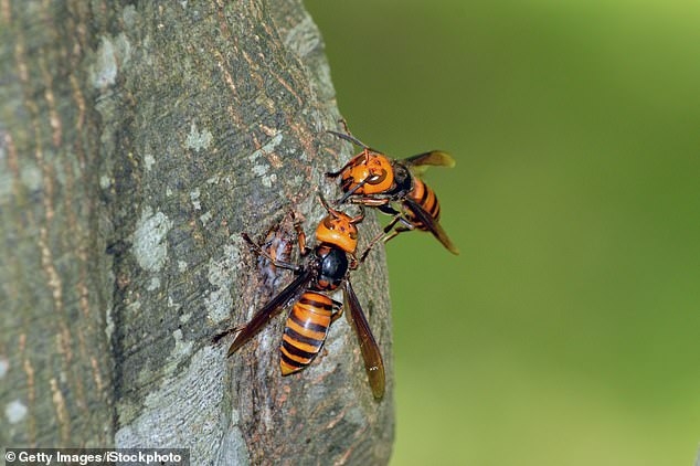 what are murder hornets