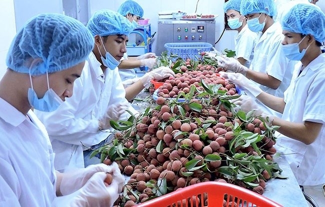 Vietnam’s agricultural exports skyrocket vietnams agricultural exports skyrocket