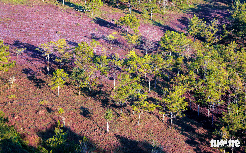 festival highlights beautiful pink grass hills in vietnams central highlands