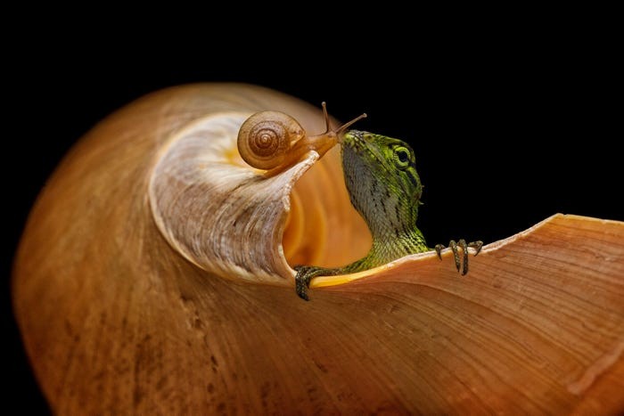 4 photos by vietnamese authors in list of world best photos 2019