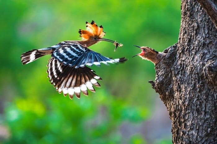 4 photos by vietnamese authors in list of world best photos 2019