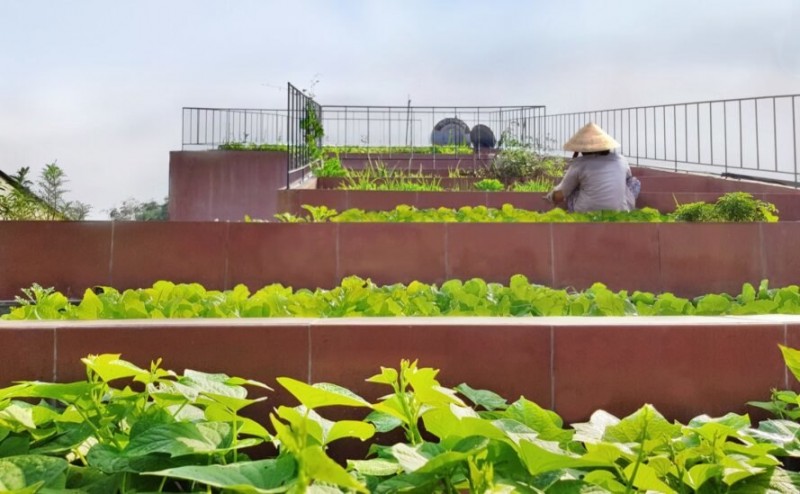 a rich vegetable garden grows atop a unique home in vietnam