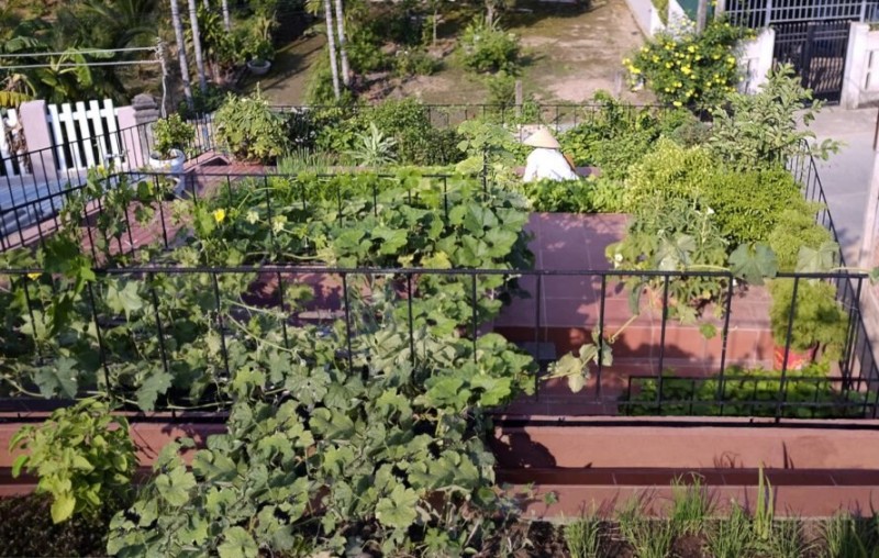 a rich vegetable garden grows atop a unique home in vietnam