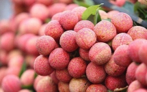 nearly 6500 tons of fresh lychee exported to china