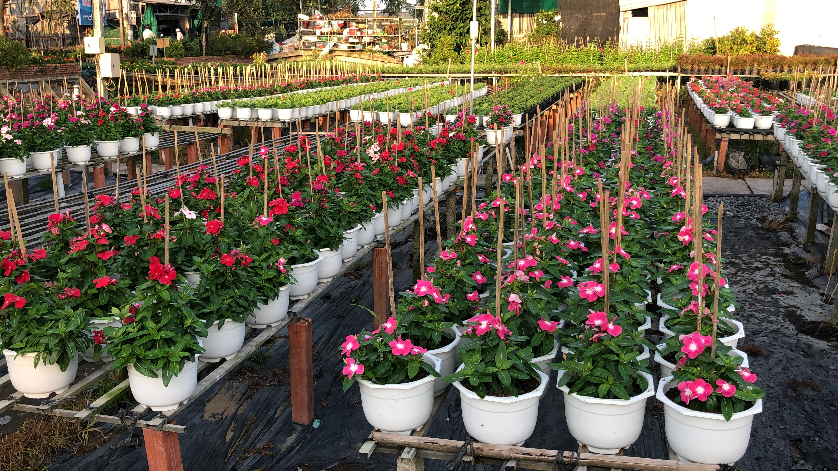 the flower village you should visit in vietnams mekong delta