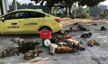 vietnams dog meat two arrested for transporting 22 stolen dogs by taxi