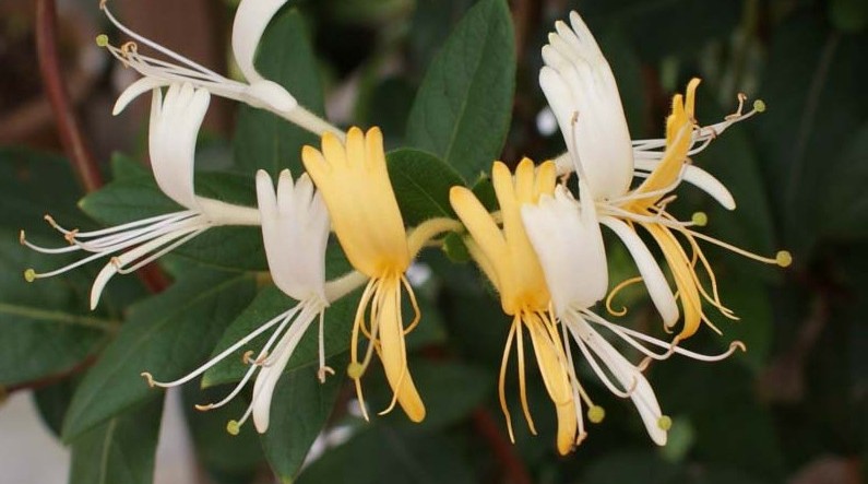 scmp honeysuckle flower can help treat flu virus