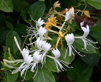 scmp honeysuckle flower can help treat flu virus