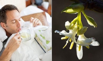 SCMP: Honeysuckle flower can help treat flu virus