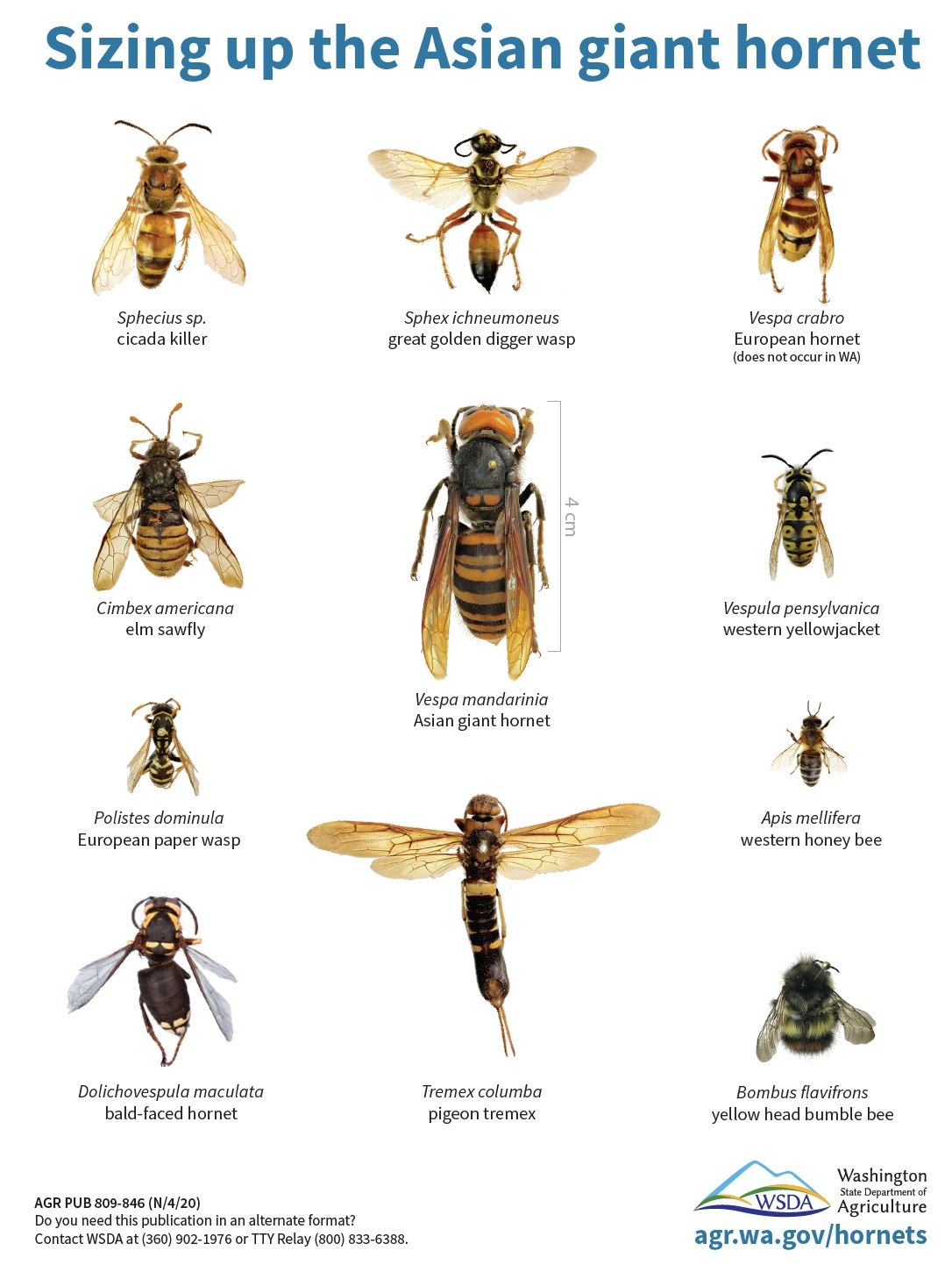 facts about murder hornets