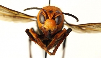 13 must know facts about murder hornets