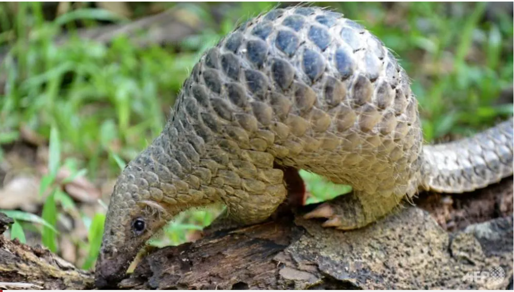 pangolin officially removed from chinese traditional medicine list