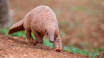 Pangolin officially removed from Chinese traditional medicine list