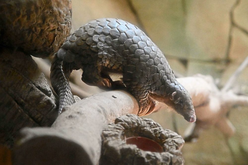 pangolin officially removed from chinese traditional medicine list