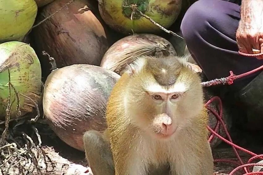 5321 peta claims that each macaque is forced to pick as many as 1000 coconuts per day peta