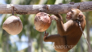 thailand denies monkeys abused to harvest coconut products