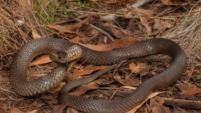 Australian man fights off one of the world's deadliest snakes while driving on highway