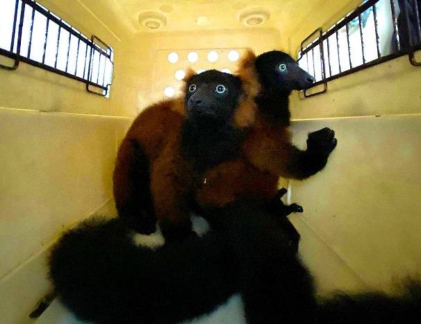 4116 red ruffed lemur babies singapore zoo