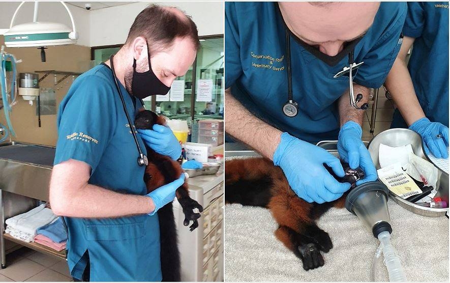 4941 red ruffed lemur babies singapore zoo 1