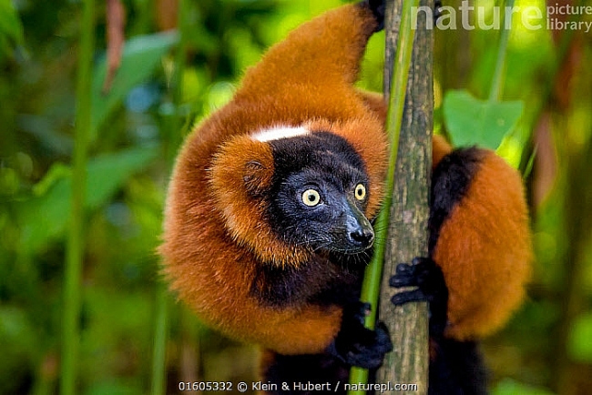 Rare twin red-ruffed lemurs born at Singapore zoo during coronavirus outbreak