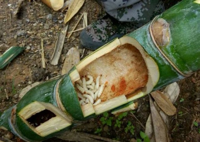 Savouring rare dish of bamboo worm in Vietnam