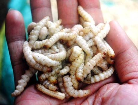 Savouring rare dish of bamboo worm in Vietnam