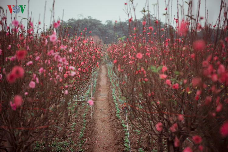 blooming nhat tan peach flowers for lunar new year