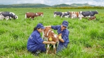 vietnam dairy giant vinamilk builds organic milk farm in laos