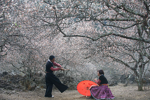 apricot flowers overwhelm highland plateau