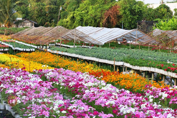 nearly 45 million flower baskets to serve tet