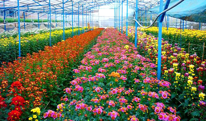 da lat supplies hi tech flowers for tet