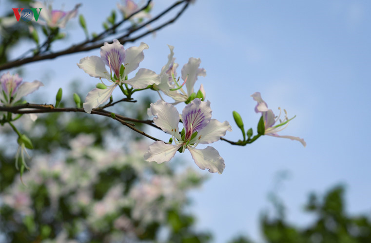 ban flower the hidden charm of northwest region